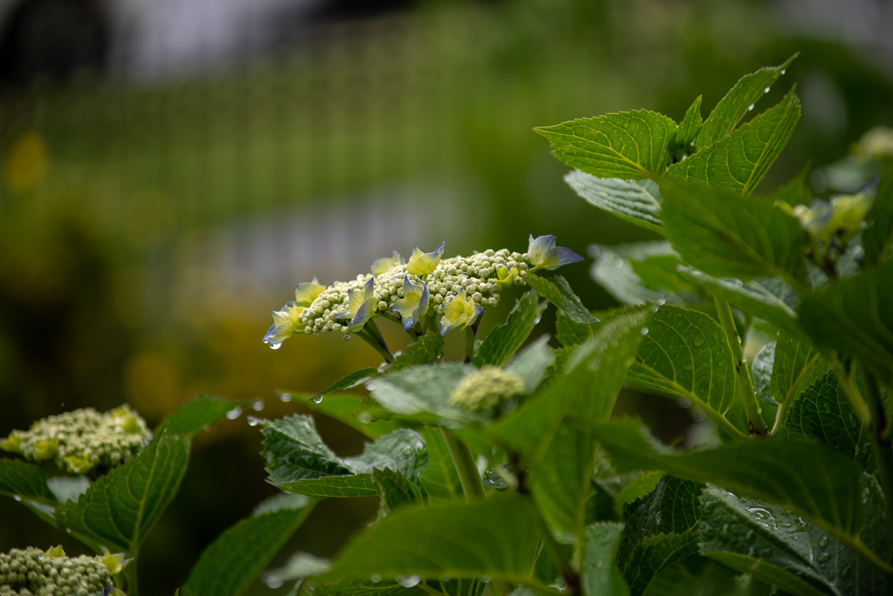 Bokeh Pentax 120mm F4