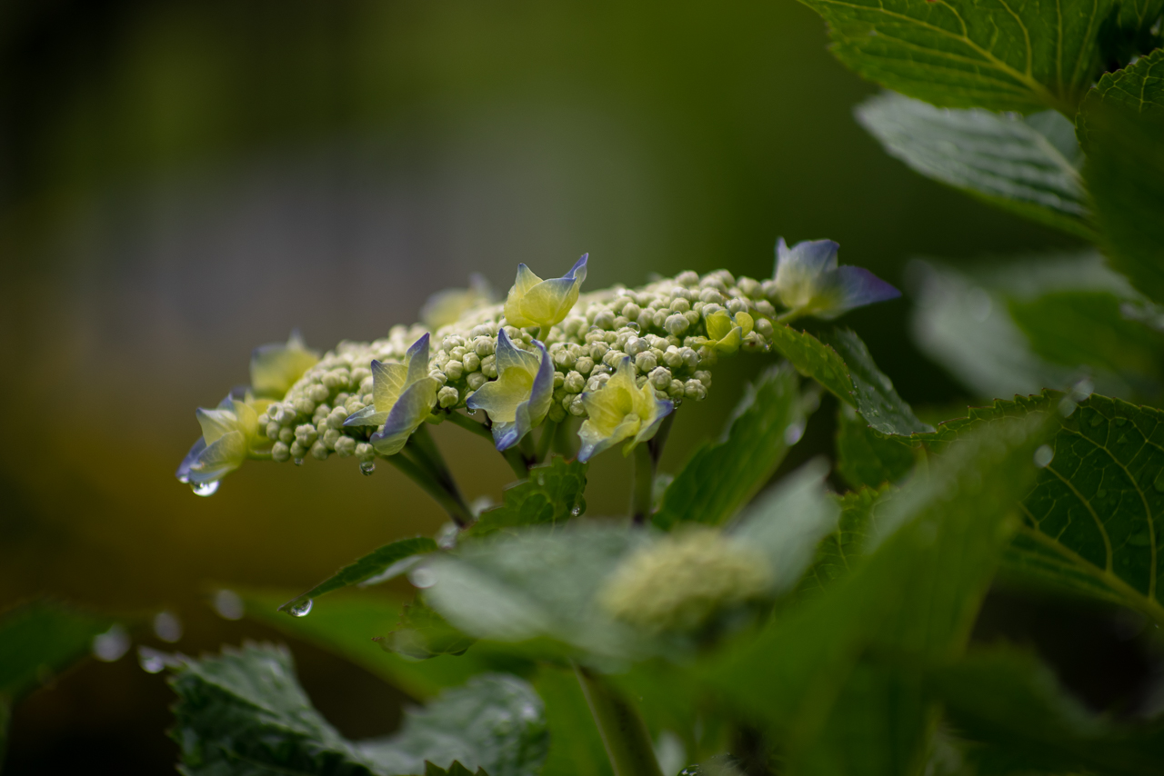 Bokeh Pentax 210mm F4