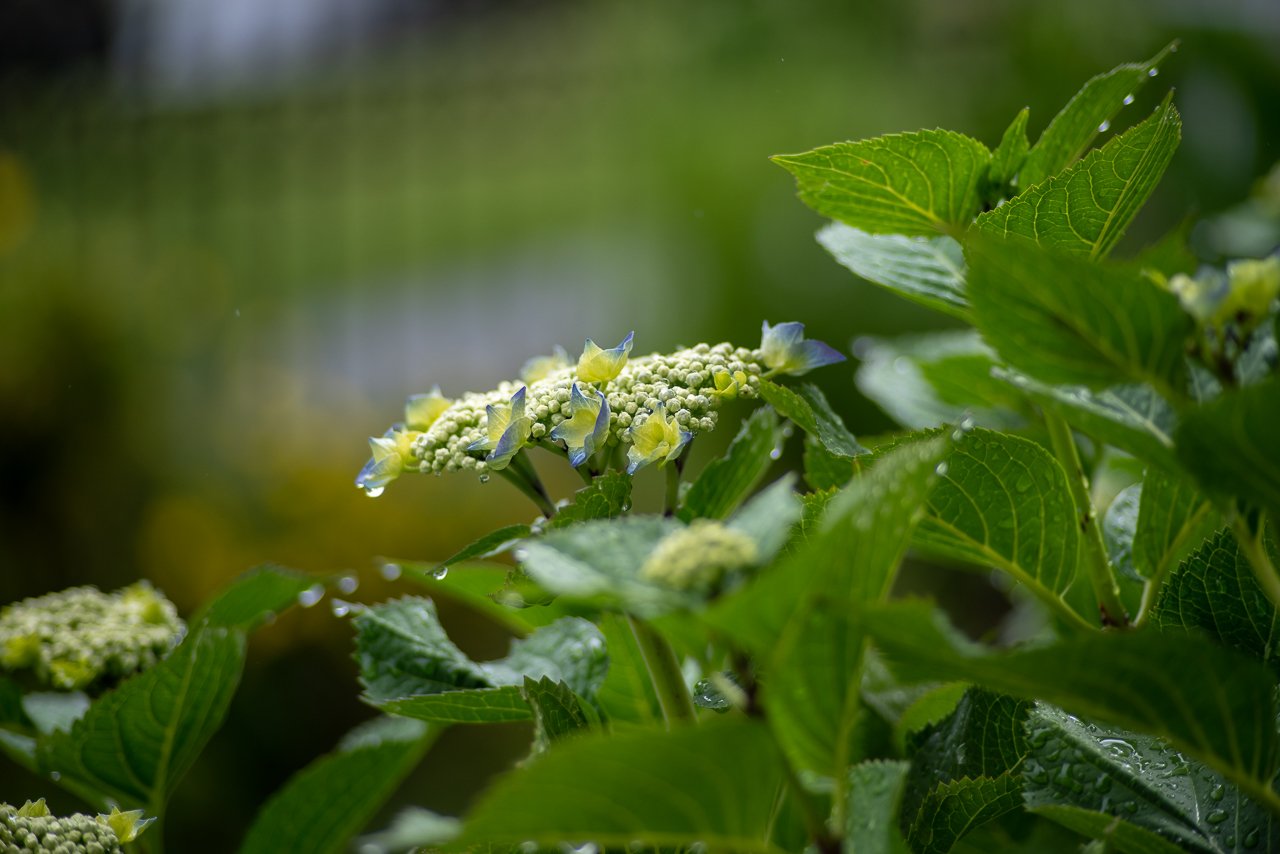 Bokeh Vivitar 120mm F4